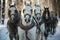 A group of varied horses, adorned with harnesses, stands attentively amid a snowy forest setting.