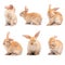 Group of variety action of rabbit isolated on white background.