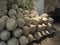 Group of various antique amphorae in the Museum.