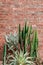 Group of various cactus, agave with sharp spike and old red brick wall vertical image