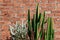 A Group of various cactus with sharp spike and old red brick wall horizontal image