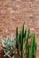 A Group of various cactus with sharp spike and old red brick wall vertical image