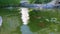 Group of various colourful koi fish swimming in pond, white and orange carps in water