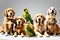 Group of Various Friendly Pet Animals Positioned Together - Featuring a Golden Retriever, Tabby Cat, and More