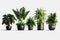 Group of various indoor cacti and succulent plants in pots isolated on a white background Generative AI