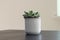 Group of various indoor cacti and succulent plants in pots  on a white background.