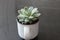 Group of various indoor cacti and succulent plants in pots  on a white background.