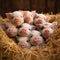 A group of very adorable piglets snuggled together in a cozy hay bed