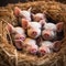 A group of very adorable piglets snuggled together in a cozy hay bed