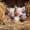 A group of very adorable piglets snuggled together in a cozy hay bed