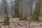 Group of very old decidous trees side by side in springtime deciduous stand