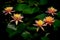 Group of vibrant asian water lilies in full bloom