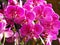 Group of vibrant bright pink orchids in full bloom