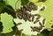 A group of Viburnum leaf beetle larvae, feeding on an Aspen tree leaf, Populus tremula, in woodland in the UK.