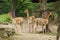 Group of vicunas