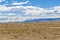 Group of Vicunas at Patagonia Landscape, Argentina