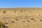 Group of Vicunas at Patagonia Landscape, Argentina