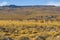 Group of Vicunas at Patagonia Landscape, Argentina