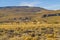 Group of Vicunas at Patagonia Landscape, Argentina