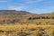 Group of Vicunas at Patagonia Landscape, Argentina