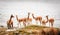 Group of vicunas Vicugna vicugna in the Salar de Surire, Isluga Volcano National Park located more than 4500 meters, in the