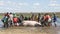 Group of village men pull a hippopotamus out of the water