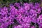 Group of violet flowers Silene acaulis