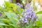 Group Violet Ixora or Pseuderanthemum andersonii Lindau background