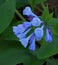 Group of Virginia Bluebells, Mertensia virginica