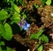 Group of Virginia Bluebells, Mertensia virginica