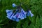 Group of Virginia Bluebells â€“ Mertensia virginica