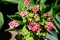 Group of vivid pink Pelargonium flowers commonly known as geraniums, pelargoniums or storksbills and fresh green leaves in a pot