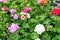 Group of vivid pink, red and white Pelargonium flowers known as geraniums, pelargoniums or storksbills