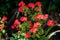 Group of vivid red Pelargonium flowers commonly known as geraniums, pelargoniums or storksbills and fresh green leaves in a pot