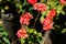 Group of vivid red Pelargonium flowers commonly known as geraniums, pelargoniums or storksbills and fresh green leaves in a pot