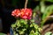 Group of vivid red Pelargonium flowers commonly known as geraniums, pelargoniums or storksbills and fresh green leaves in a pot