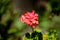 Group of vivid red Pelargonium flowers commonly known as geraniums, pelargoniums or storksbills and fresh green leaves in a pot