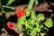 Group of vivid red Pelargonium flowers commonly known as geraniums, pelargoniums or storksbills and fresh green leaves in a pot