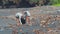 Group of volunteers cleaning up beach. The volunteer raises and throws a plastic trash into the bag. Environmental