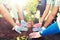 Group of volunteers hands planting tree in park