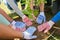 Group of volunteers hands planting tree in park