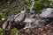 group of vultures in the forest with their heads full of blood after feeding on a fallen sheep. carrion eaters, birds of prey