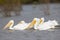 Group of wading white pelicans