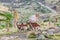 Group of Walia Ibex among giant lobelia in the Ethiopian highlands