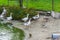 Group of walking diverse colored geese near a water pond