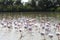 Group of walking flamingos, Camargue region, France