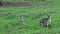 Group of wallabies on a grass field in Mission Beach Queensland, Australia.