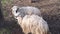 A group of Wallachian sheep in a pen. Breed originated from Wallachia, Czech Republic. Sheep or domestic sheep - Ovis