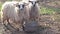 A group of Wallachian sheep in a pen. Breed originated from Wallachia, Czech Republic. Sheep or domestic sheep - Ovis