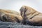 Group of walruses lying on a beach in the Arctic, on Franz Josef land